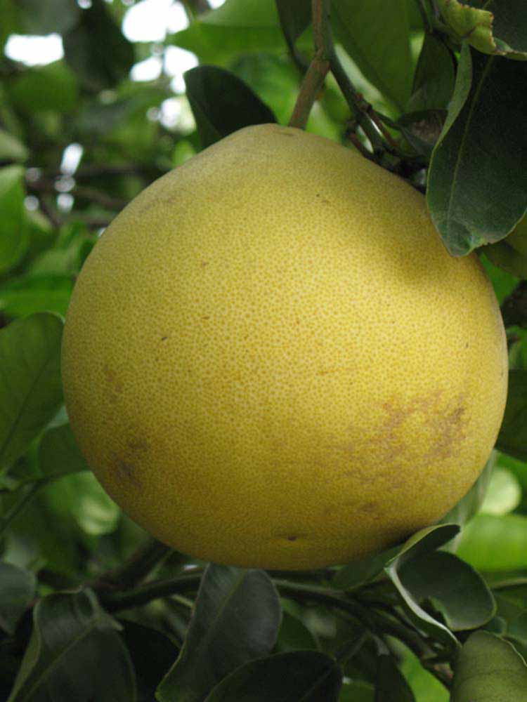            Fruit (Riverside, CA)   